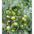 AT481 Laqi medium fruit size hybrid tomato seeds from China